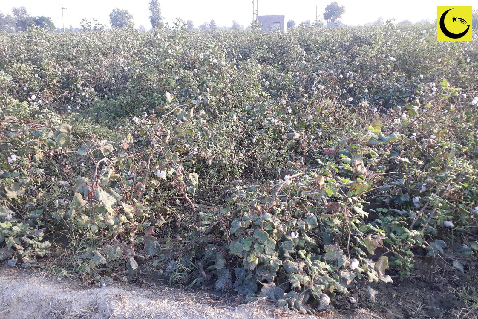 A cotton field in full boll, the crop behind Pakistan seed cotton production and its fifth place in FAO figures