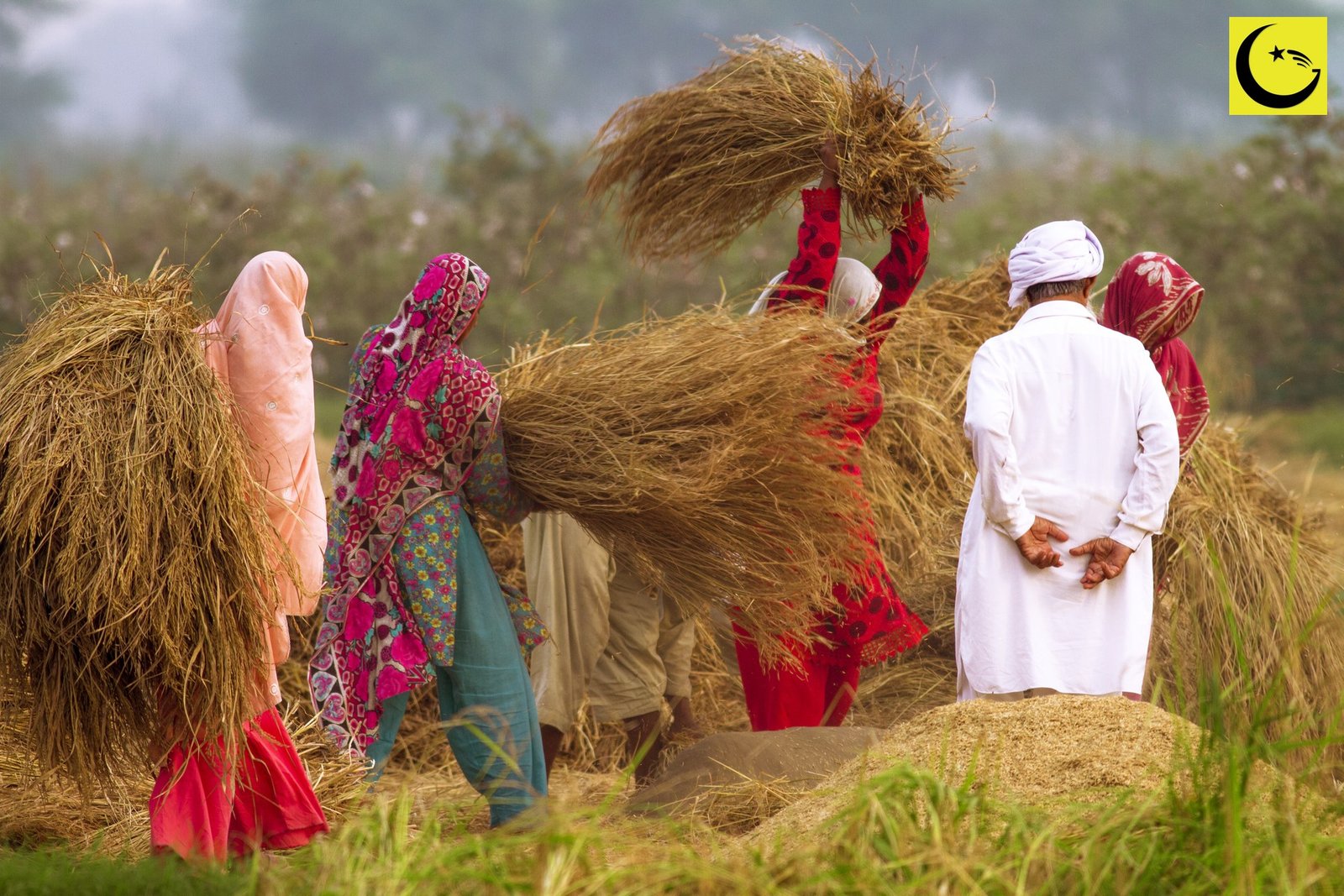 Rice fields in Punjab, Pakistan, home of the Pakistan top rice exporter trade in basmati and non-basmati rice
