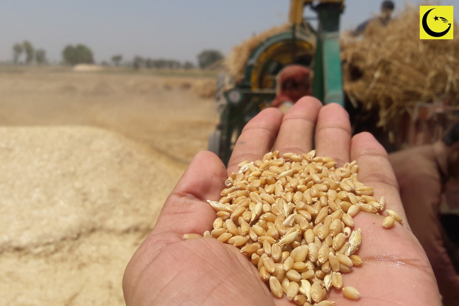 Freshly threshed wheat grains held in a farmer's hand during the harvest in Pakistan, illustrating the story of the new wheat support price for the 2027 crop
